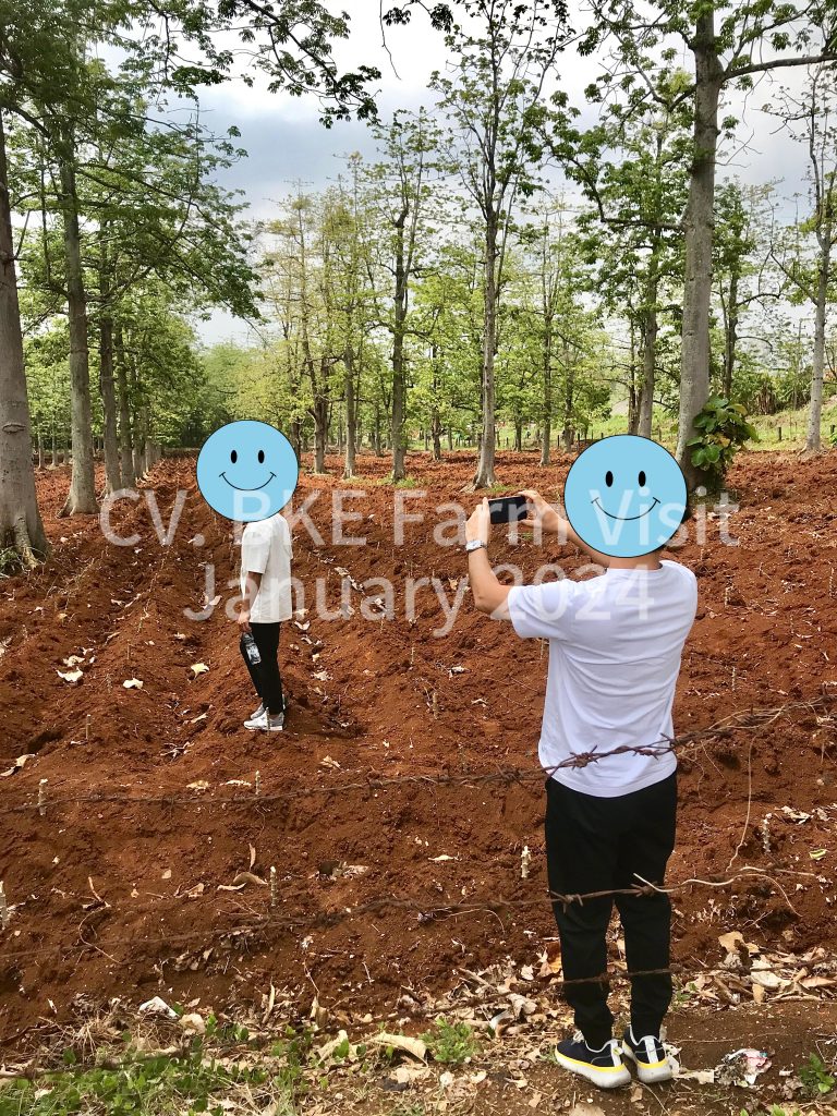 Japanese Buyer visiting KAPOK INDONESIA Kapok Trees plantation site in Pati City